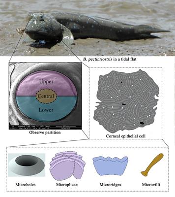 From morphological to ecological adaptation of the cornea in Oxudercinae fishes